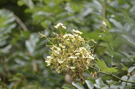 秋花秋子