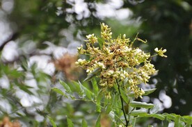 秋花秋子