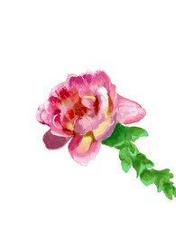 月季花