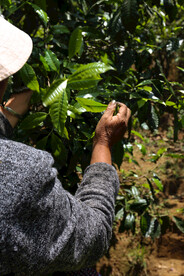 采摘茶叶