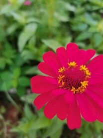 花儿