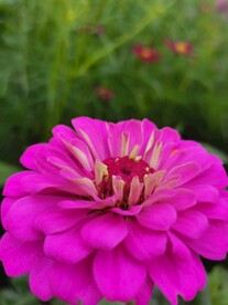鲜花特写