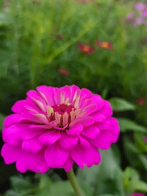花儿