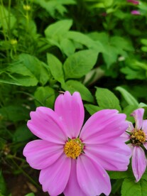 花儿