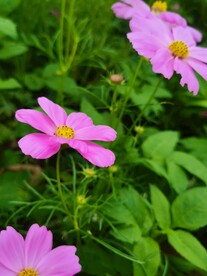 花儿