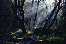 森林翠石景