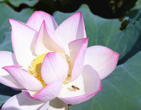 莲花与蜂蜜