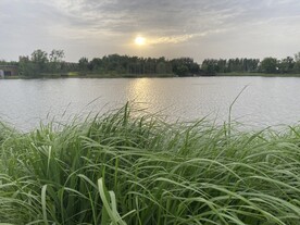 夕阳 草埔