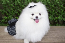 博美