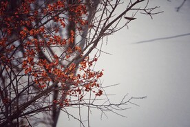 秋季枯萎树枝