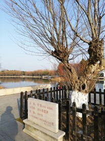 秋天的摇钱树青檀