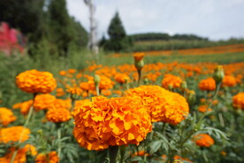 万寿菊