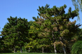 松枝松针 