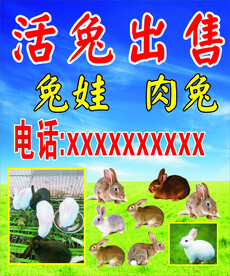 出售兔子 兔子图