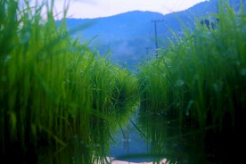 水稻