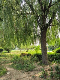 柳树