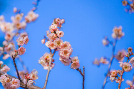 粉色樱花