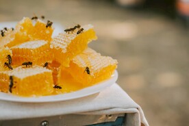 蜂蜜图片