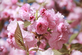 樱花
