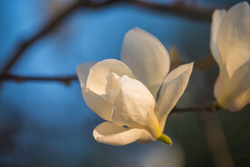 白色玉兰花