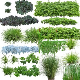 灌木绿藻类素材