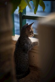 看风景的猫
