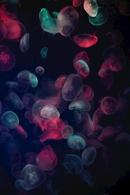 彩色神秘水母背景