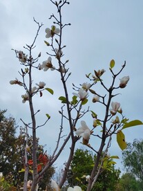 盛开的玉兰花
