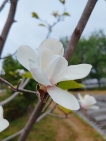 盛开的白玉兰花