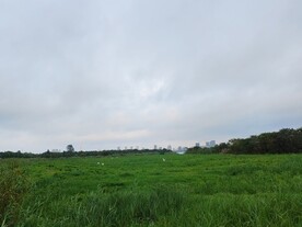 城郊绿草地草坪