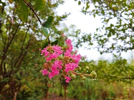 紫色紫薇花盛开