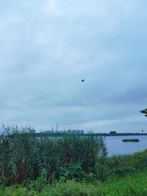 公园湿地湖边蜘蛛网