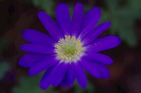 海葵花