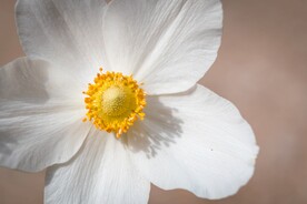 海葵花