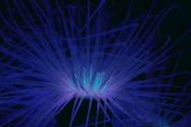 海葵花