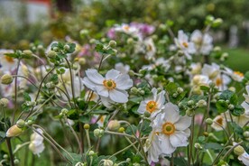 海葵花