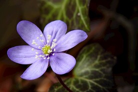 海葵花