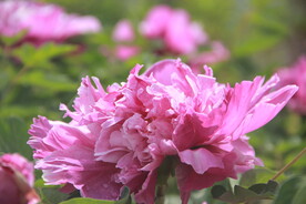 牡丹花开