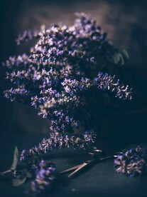 蓝花楹
