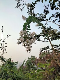 银薇