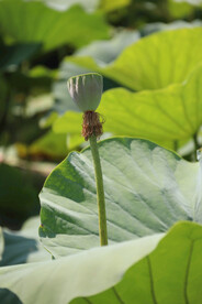 莲蓬莲子 