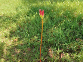 彼岸花曼珠沙华石蒜花花蕾