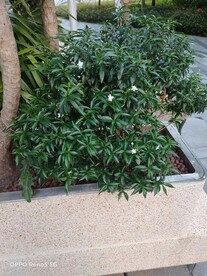 非洲茉莉