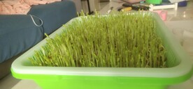芽苗 发芽 豆苗 发育  绿色