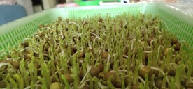芽苗 发芽 豆苗 发育  绿色