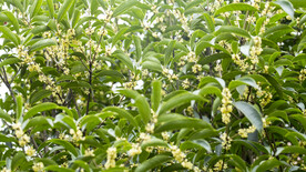 桂花