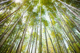 竹林