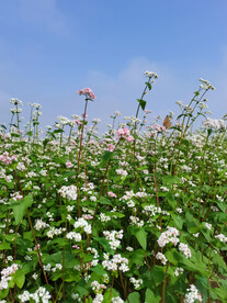 荞麦花