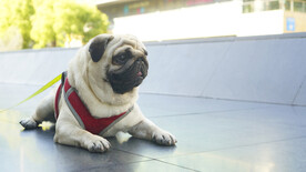 斗牛犬摄影图