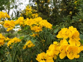 黄色的花